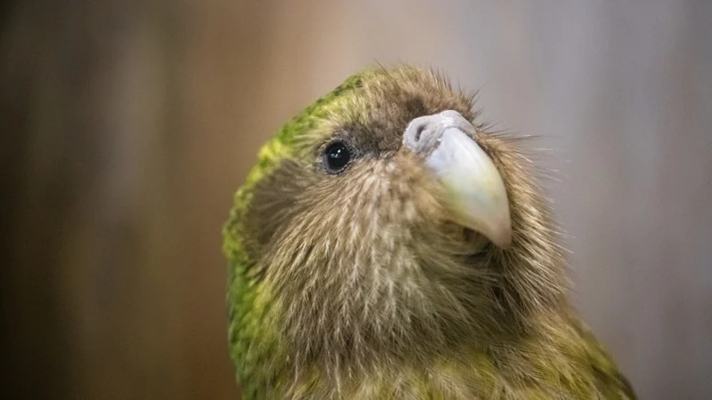 新西兰网络赌场牌照名单出炉，Stake或成唯一合法扑克平台